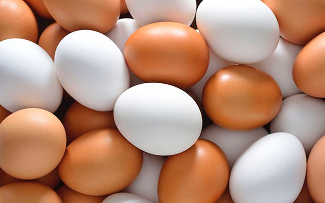 ¿Cómo se clasifica el huevo y sus derivados?