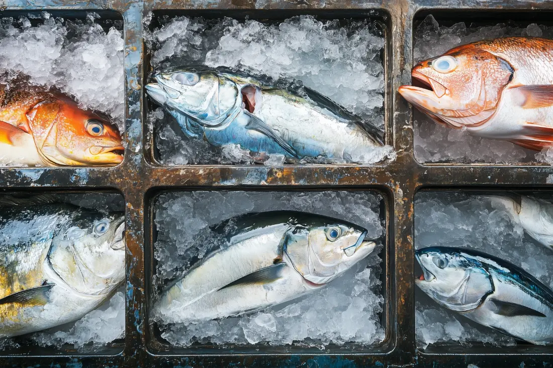 Productos de pesca y sus derivados